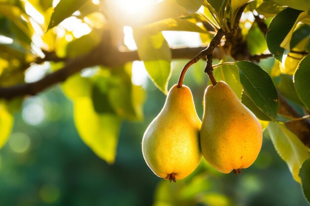 pears in tree