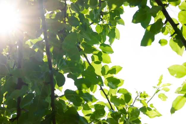 Peartree leaves