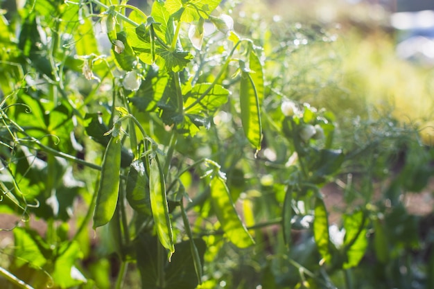 Peas crops planted in soil get ripe under sun cultivated land
close up with sprout agriculture plant growing in bed row green
natural food crop