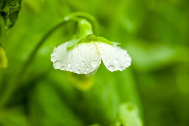 Peas flower with rain drops on it. Macro shot