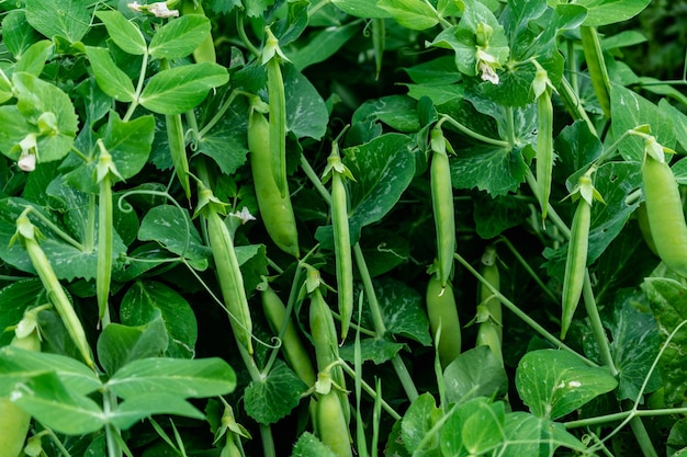 Peas in a garden home grown spring summer and autumn harvest