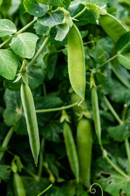 Photo peas in a garden home grown spring summer and autumn harvest