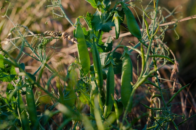 에서 자라는 완두콩 사진 해가 지는 동안 에 있는 완두콩 어리 아름다운 콩식물 매크로 사진
