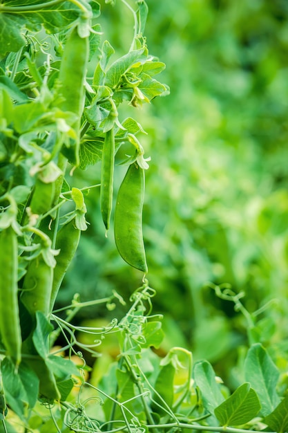 Peas growing. selective focus. food and garden.