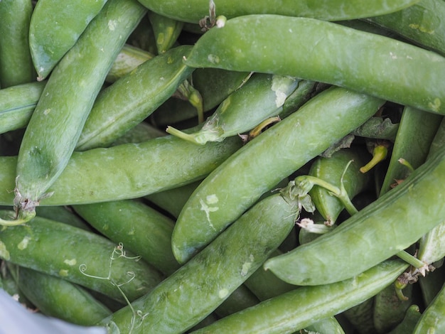 写真 エンドウ豆豆類野菜