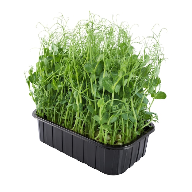 Peas microgreen in a black pot isolated on white background