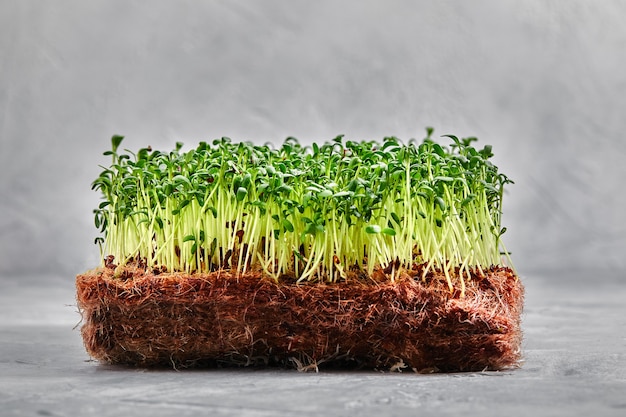 씨앗과 뿌리가있는 완두콩 마이크로 그린. 황마 Microgreens 성장 매트에 돋아 마이크로 그린. 대마 생분해 성 매트에 싹이 트는 Microgreens. 발아 완두콩 씨앗. Microgreens를위한 성장 매체.