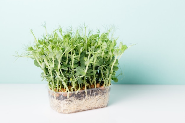 Peas microgreens with seeds and roots. Sprouting Micro greens on Jute Microgreens Grow Mats.