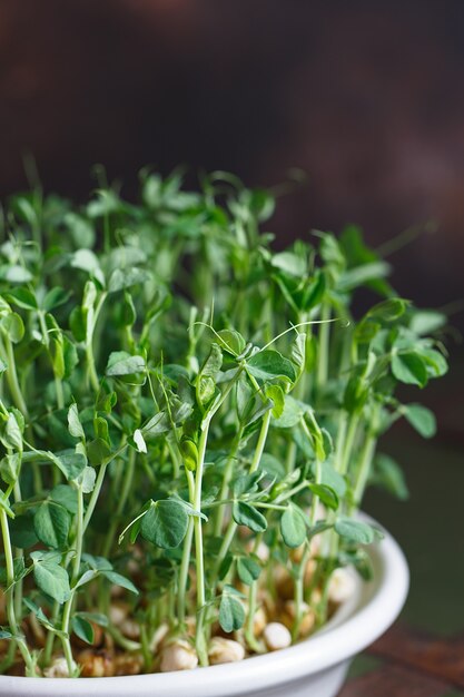 Photo peas microgreens with seeds and roots.