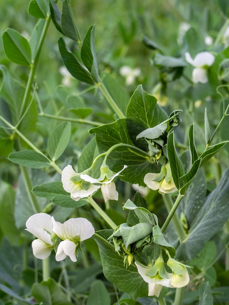 白い花を持つエンドウ豆、クローズアップ。