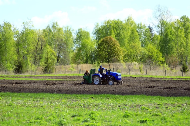 peasants plant potato by tractor and potatoplanter in the village