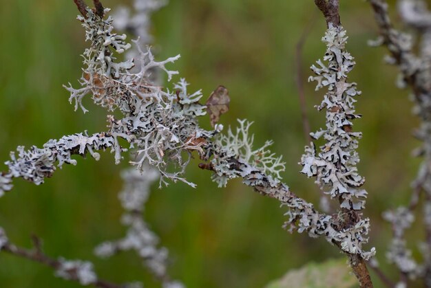 Peat moss Sphagnum in the forest on tree branches