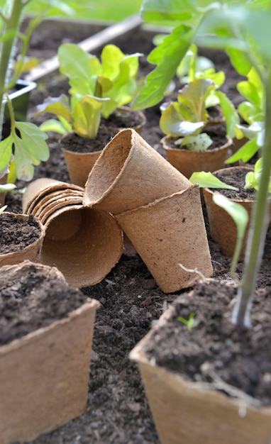 Peat pots for seedling on the soil of a little square vegetable