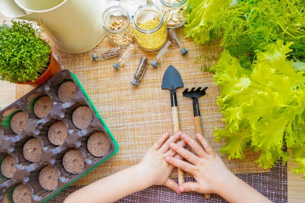 Peat pots tools and soil are ready for planting seeds Growing seedlings for gardening Flat lay with baby hands