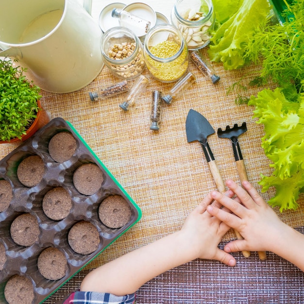 Peat pots tools and soil are ready for planting seeds Growing seedlings for gardening Flat lay with baby hands