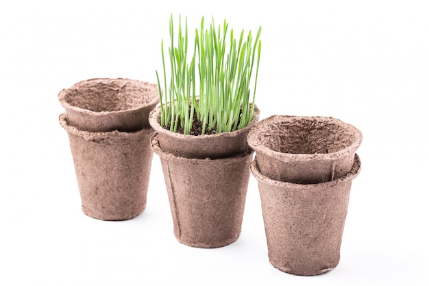 Peat pots with green grass isolated on white background