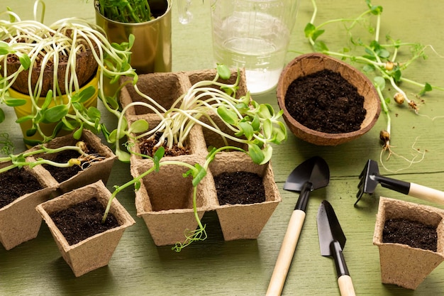 Peat pots with seedlings and garden tools for planting seedlings