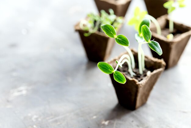 Peat pots with young seedlings Cucumber Tomato Basil seedlings Horizontal photo Copy space