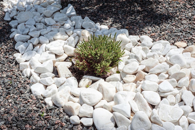 Pebbles small white stones the texture of the stone flower bed\
design garden decor with green plant