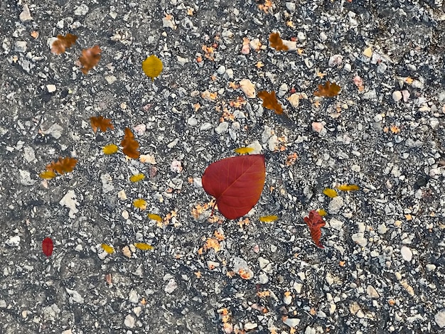 pebbles on wet asphalt after rain with yellow  leaves texture template background