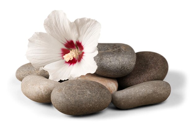 Pebbles with Flower