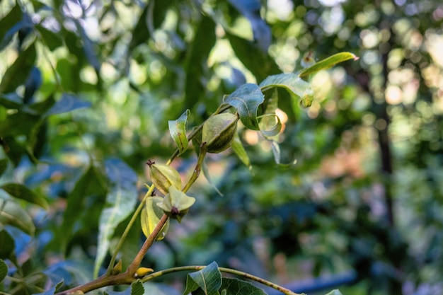 pecan trees in guanajuato mexico