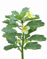 Photo pedalium is a genus of plant in the pedaliaceae family and used in traditional medicine