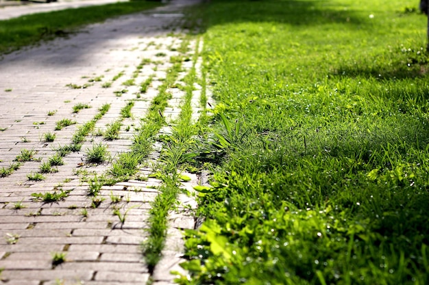 晴れた日の草に囲まれた歩行者専用道路は、アウトドアライフや公共空間を表現するのに理想的です。