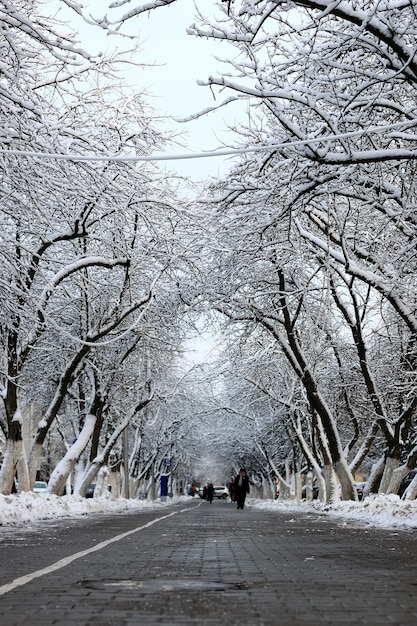 Pedestrian way tree winter