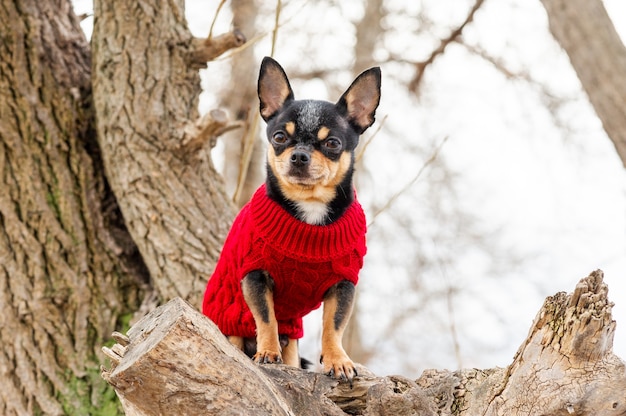 屋外の血統の犬のチワワの服。服を着たチワワ。スタイリッシュな赤い服を着た犬の肖像画