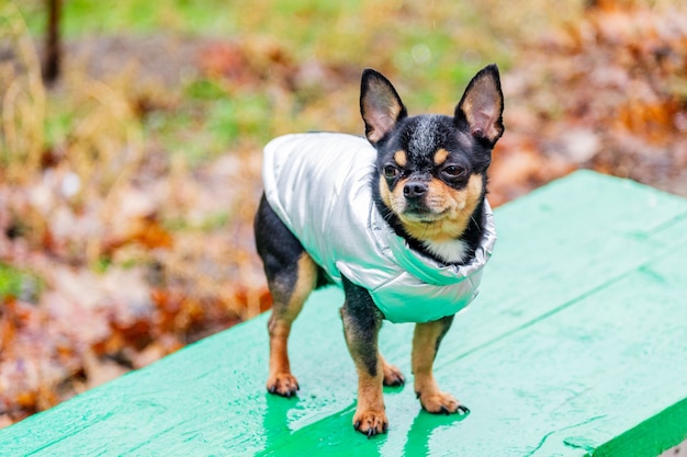 Pedigree dog chihuahua clothing outdoors. Dressed Chihuahua. Rainy weather