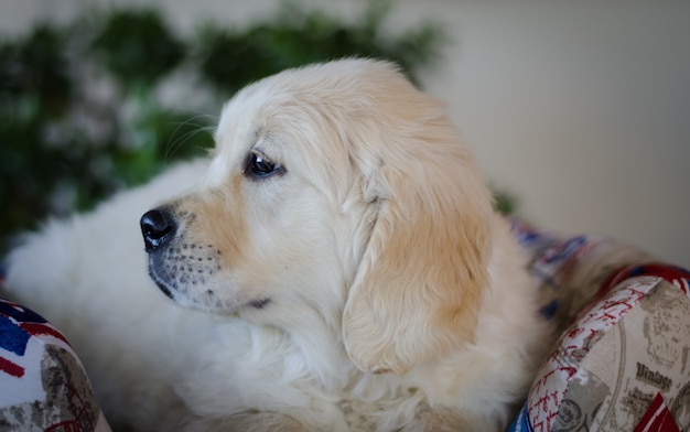 血統犬の子犬の肖像画。