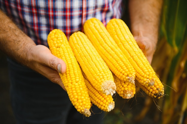 Очищенные початки сладкой кукурузы в руке фермера на фоне кукурузного поля