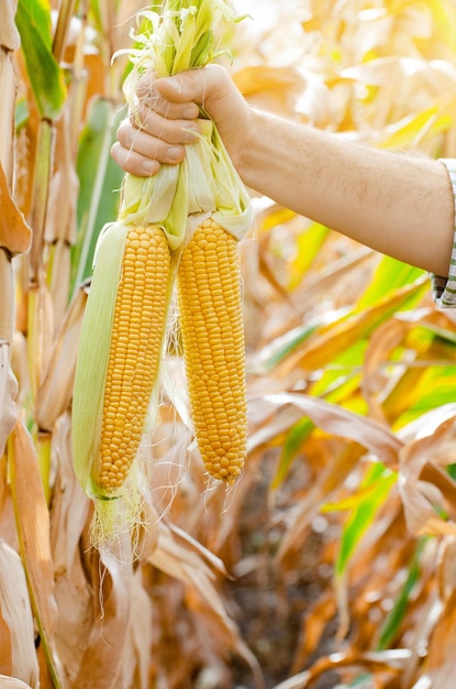 Peeled sweet corn cobs in farmer's hand on corn field background