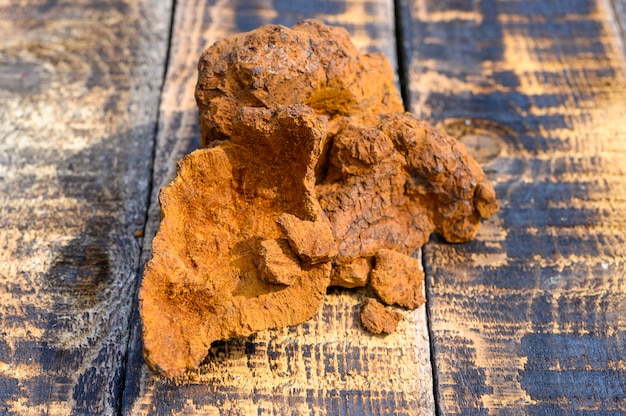 Fungo di chaga della betulla selvatica sbucciato su una superficie di legno