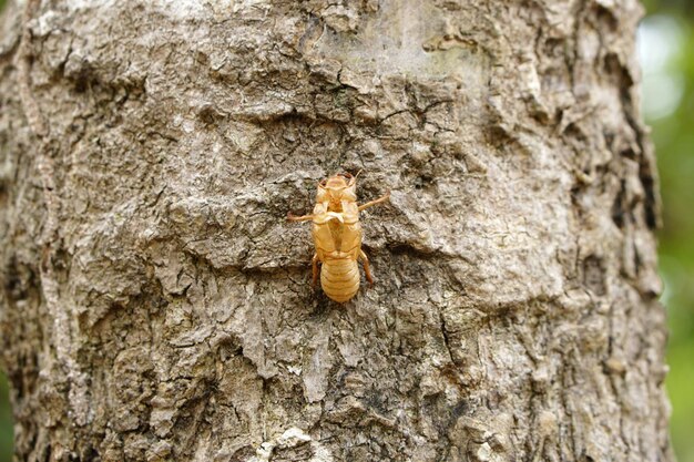 Peeling cicadas on the bark of the tree