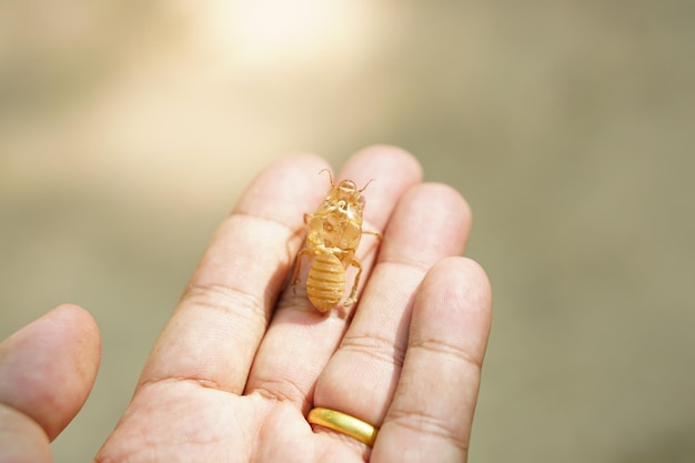 Peeling cicadas in human hands