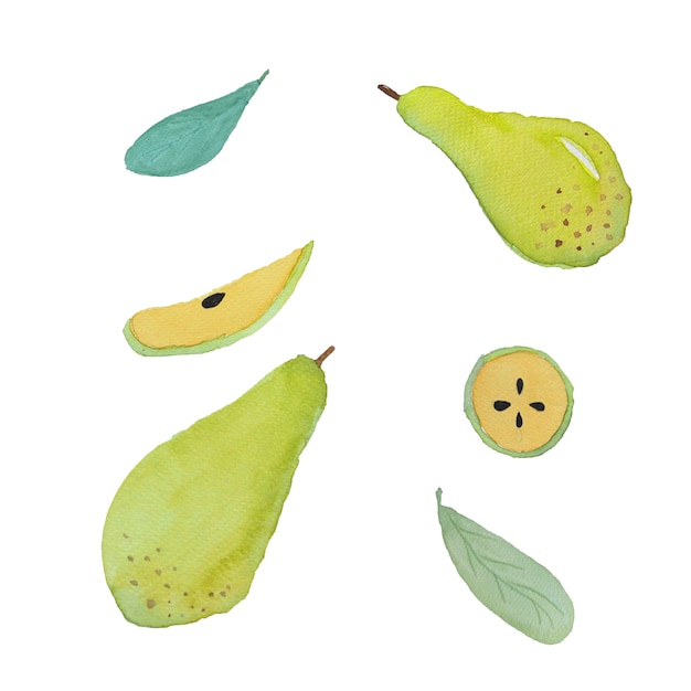 Peer fruit aquarel