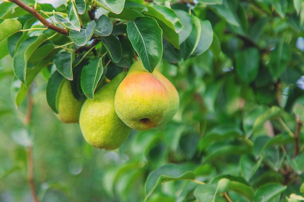 Peer oogst op een boom in de tuin selectieve focus