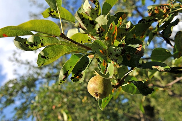 Peer ziekte. De veroorzaker van perenroest is de pathogene schimmel Gymnosporangium sabinae.