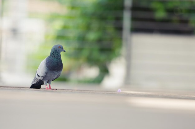 Photo pegion bird on the ground