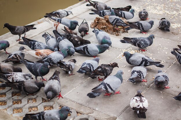 Pegions or doves inhabited the city, Thailand.