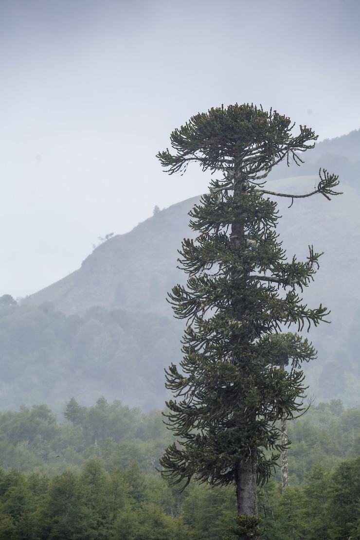 Photo 안개 낀 산에서 pehuen 나무