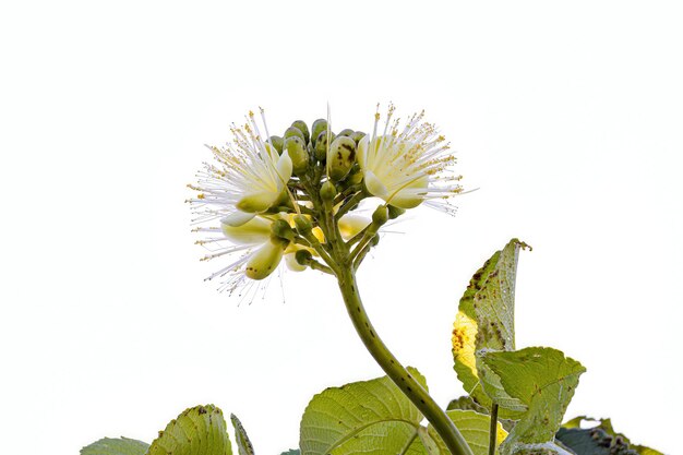 Photo pekea nut flower