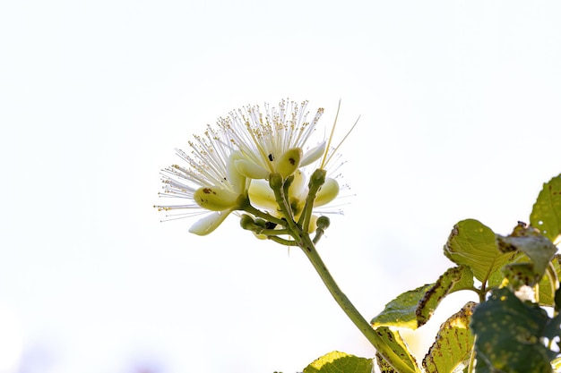 Photo pekea nut flower