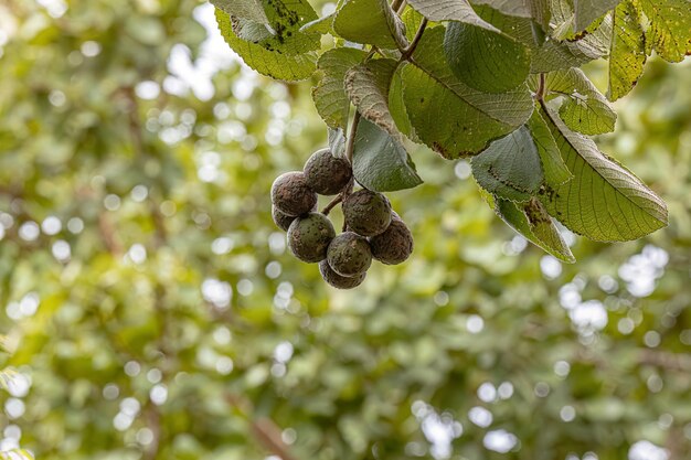 Photo pekea nut tree fruit