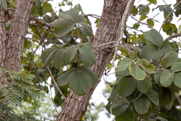 Photo pekea nut tree leaves