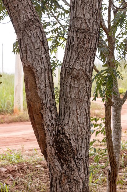 Photo pekea nut tree trunk