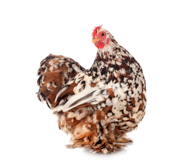 Pekin Bantam in front of white background