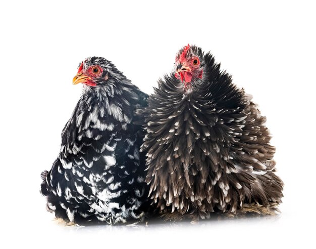 Pekin Bantam in front of white background